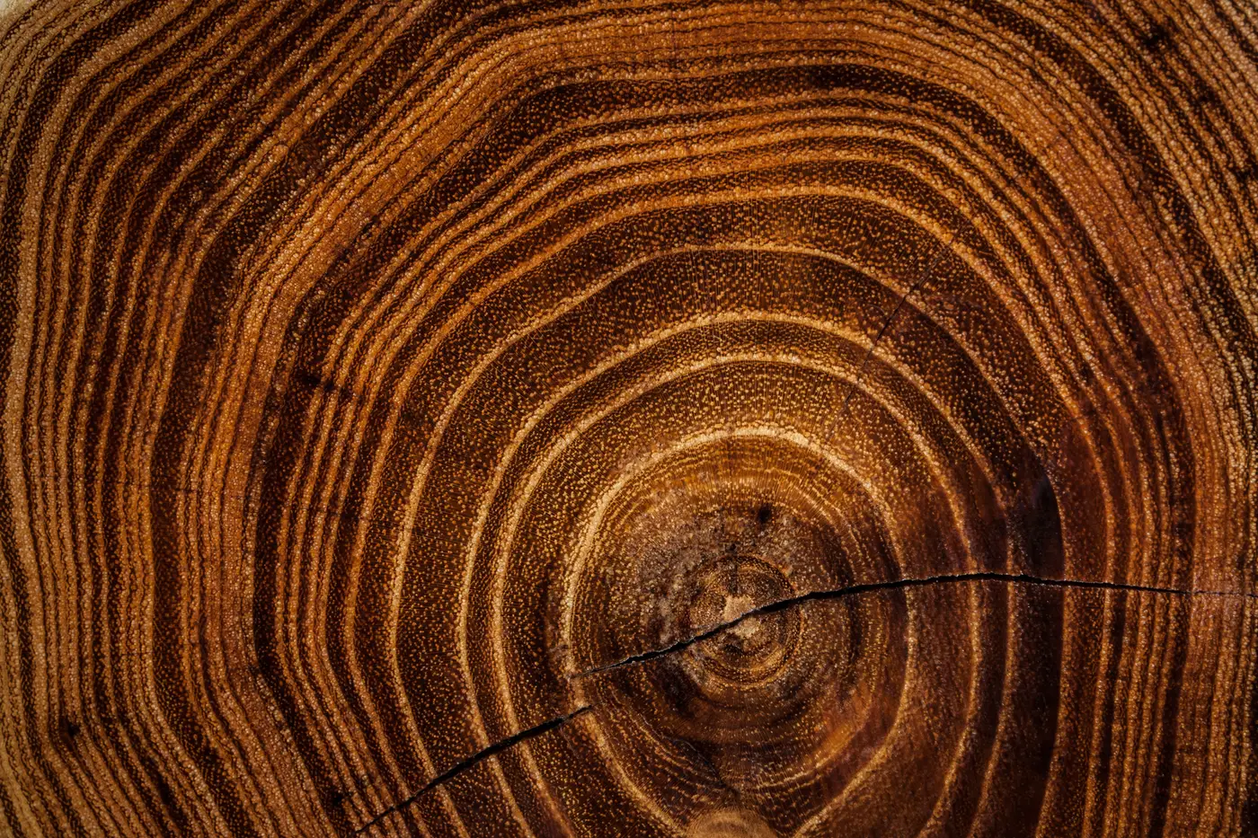 Cross-section of hardwood