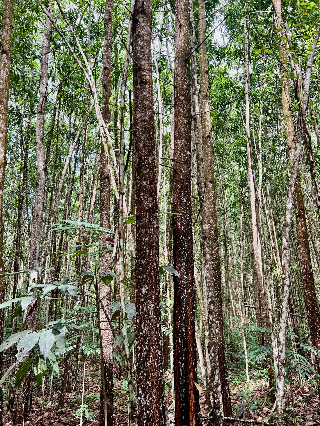 Acacia mangium trunk in the plantation, Dominican Republic
