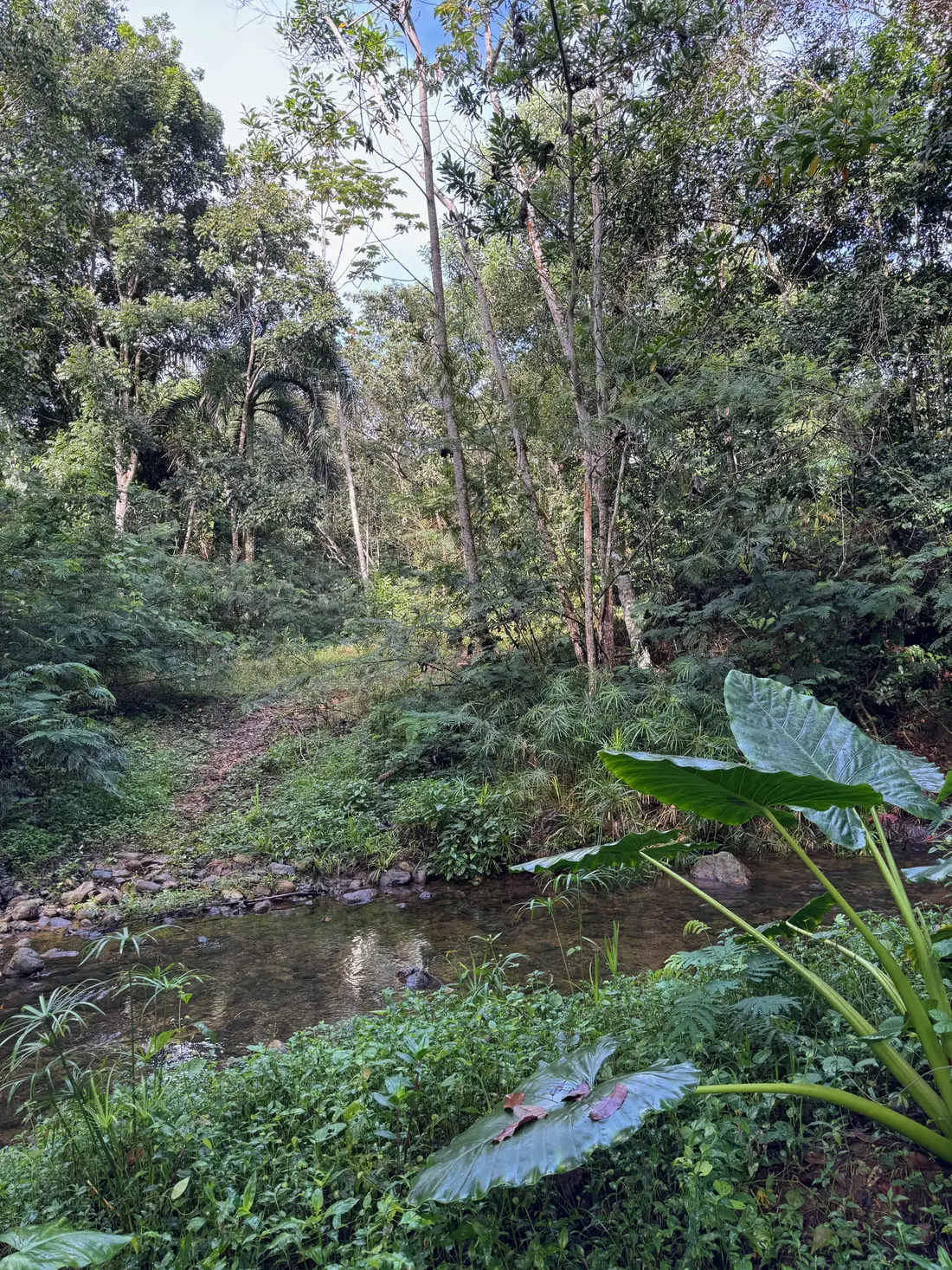 Forest and creek, Dominican Republic