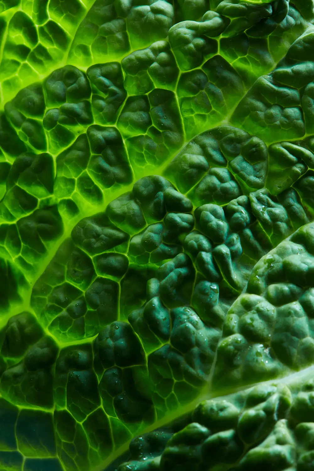 Leaf detail