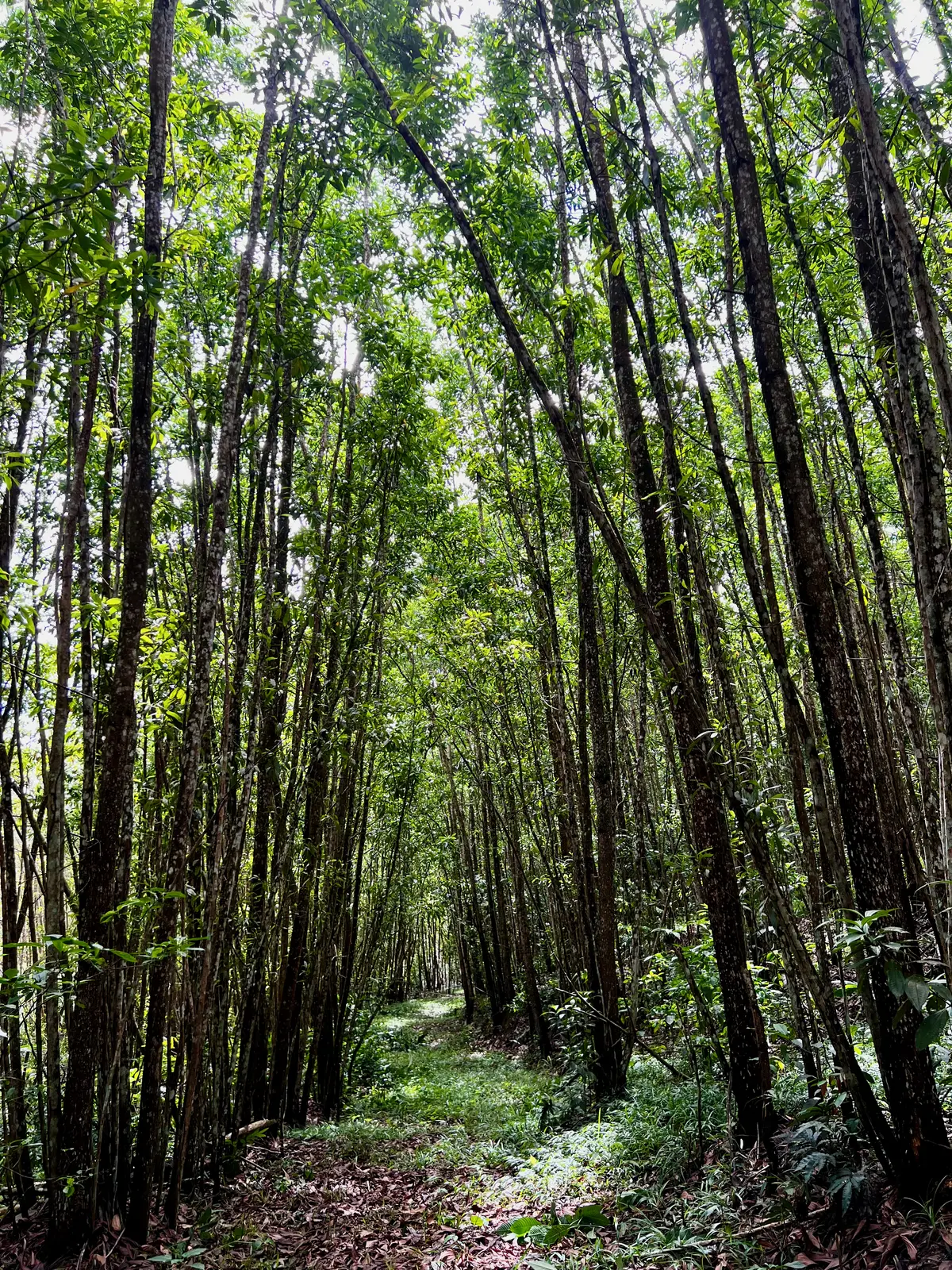 Sustainably managed Acacia mangium plantation, Dominican Republic